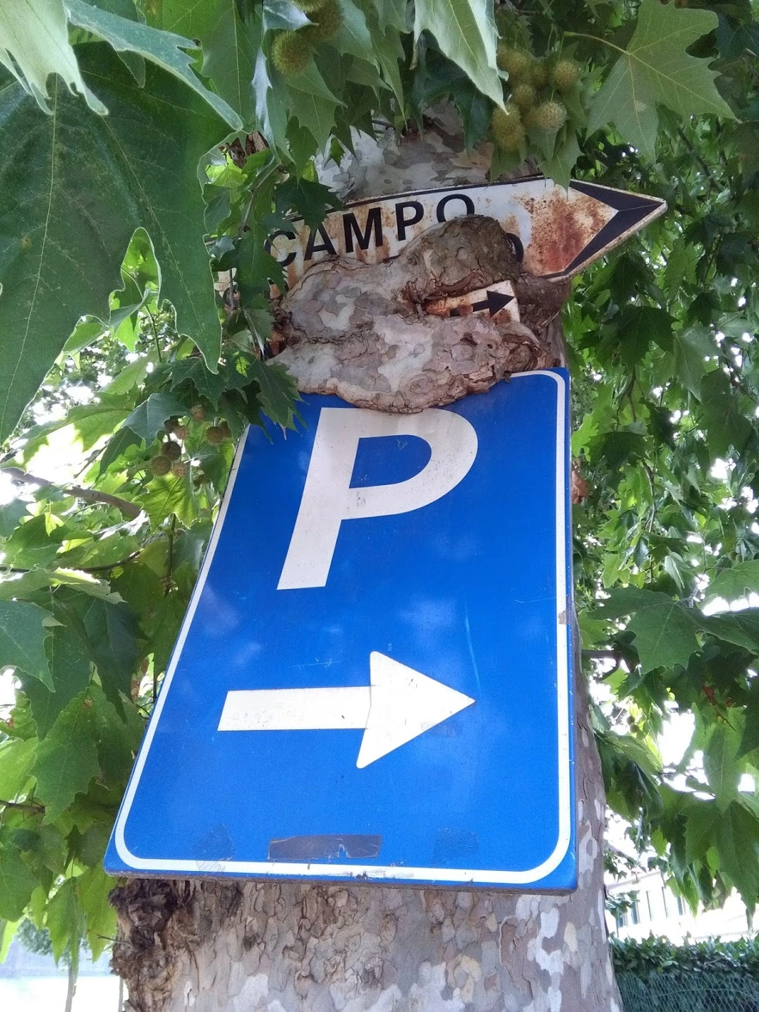 Cartello inghiottito dall'albero